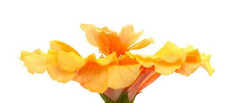 "Single Images – Browse 5,818,045 Stock Photos, Vectors, and Video ...