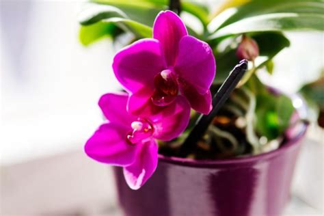 The Correct Way To Water Orchids For Healthy Blooms Backyard Boss