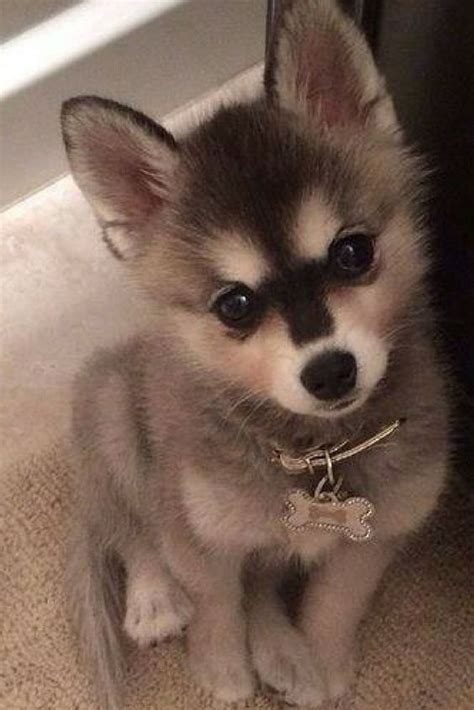 Pinterest | Cute dogs, Alaskan klee kai puppy, Cute baby animals