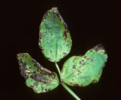 Vegetable Bean Halo Blight Center For Agriculture Food And The