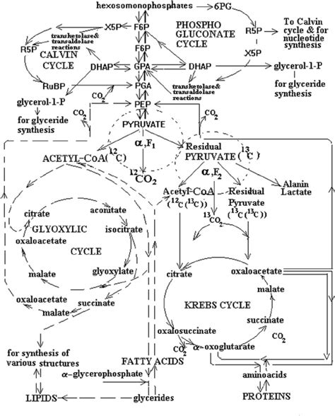 Glycolysis And Gluconeogenesis With Structures