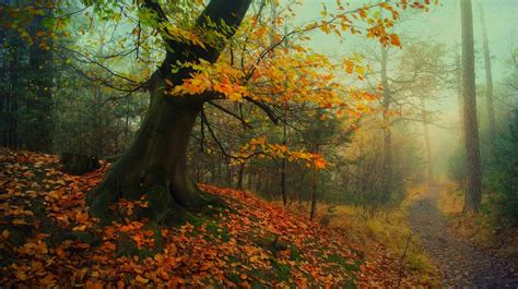 Sun Rays Forest Path Leaves Landscape Fall Nature