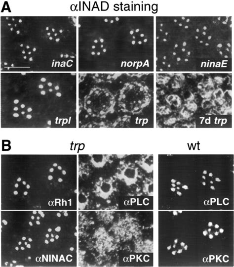 Mislocalization Of Inad Plc And Pkc In Trp Flies With One Exception