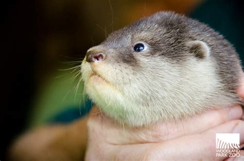 Otter pups are all boys