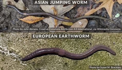 Identify And Slow Destructive Asian Jumping Worms Hobby Farms