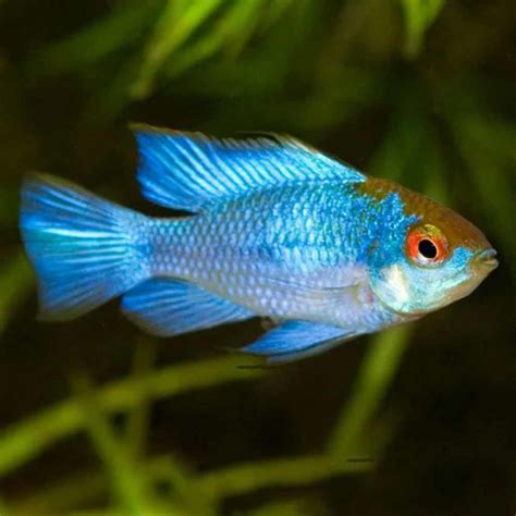 Golden Ram Mikrogeophagus Ramirezi McMerwe