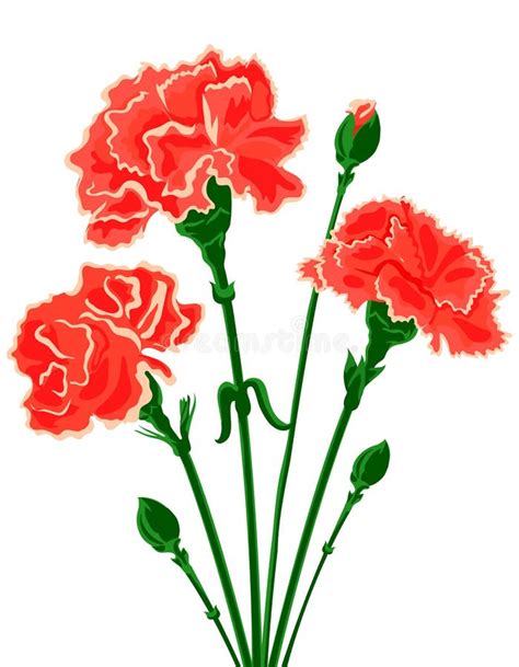 Vector Bouquet Of Carnations Stock Images Image