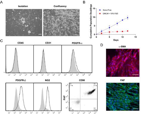 Human Plasma Fibronectin Millipore Bioz