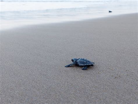 Caretta Caretta In Cilento Nate Le Prime Tartarughe Marine Ad