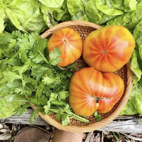 Heirloom Tomato Varieties That Embody The Essence Of Summer Happy Dirt