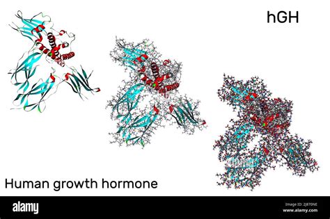 Hormona Del Crecimiento Humano Hgh Mol Cula De Somatotropina En