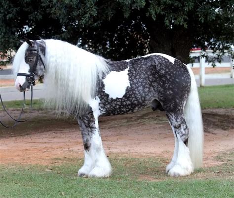 35 Horses With The Most Beautiful And Unique Colors Theyre Like