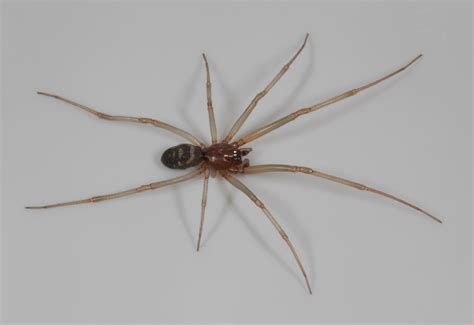 Steatoda grossa - The Cupboard Spider