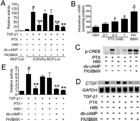 Ptx Inhibits Tgf Induced Ctgf Expression In Renal Interstitial