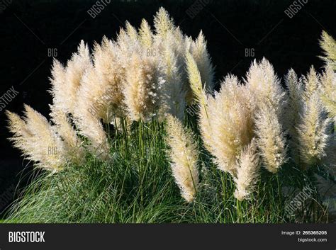 Large Clump Pampas Image And Photo Free Trial Bigstock