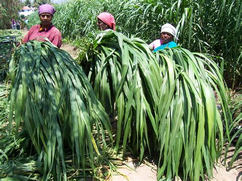 Crop Production Forage Crops Cumbu Napier