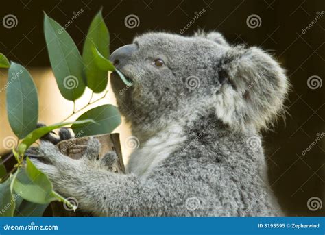 Koala eating stock image. Image of outdoors, conservation - 3193595