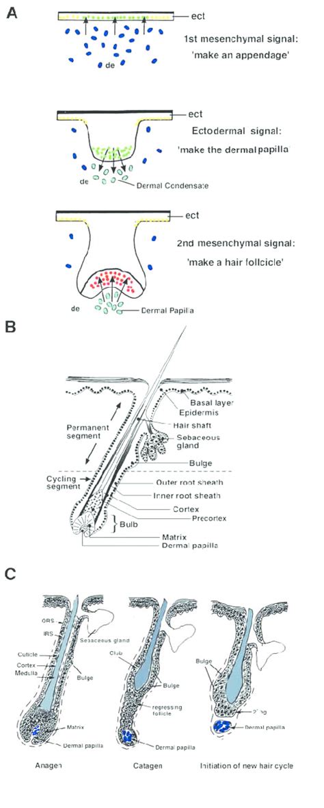 Hair Morphogenesis Hair Structure And Hair Cycling A Hair Follicle Download Scientific