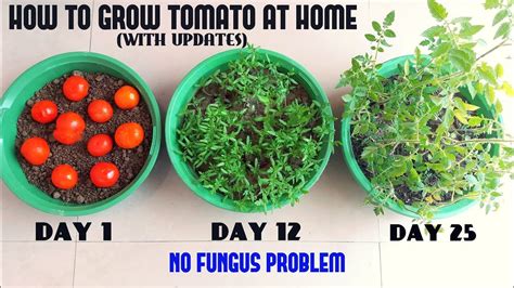 How To Make Tomato Plants Grow Faster - Plant Ideas