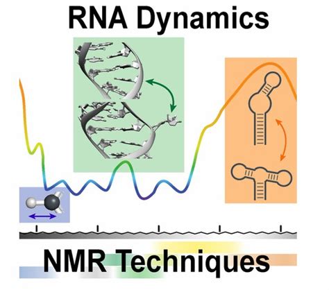 Analysis Of Rna Structure And Dynamics Creative Biostructure