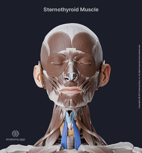 Sternothyroid Anatomyapp