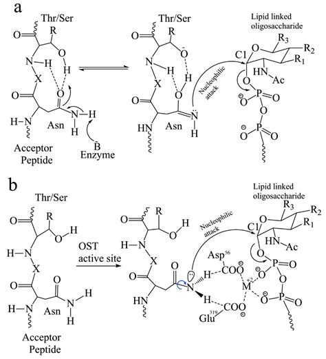 Biomolecules Free Full Text Structural Insight Into The Mechanism