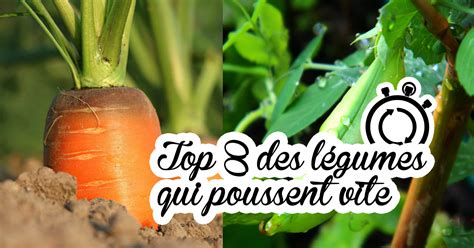 Le Top Des L Gumes Qui Poussent Vite Dr Jonquille Mr Ail