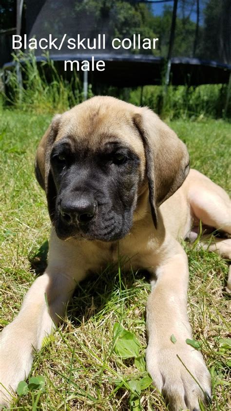 English Mastiff Puppies For Sale Hanover Pa 300928