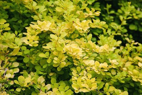 Premium Photo Berberis Thunbergii Japanese Barberry Shrub With Yellow