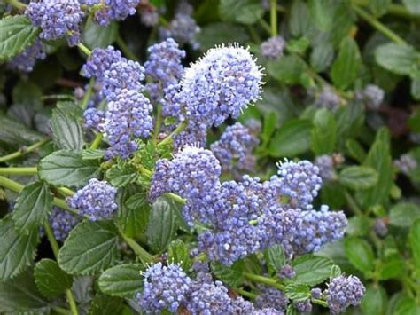 Blue Flowers With Green Leaves In The Foreground And On The Far Side