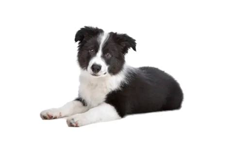 Gu A Completa De Tablas De Tama O Peso Y Crecimiento Del Border Collie