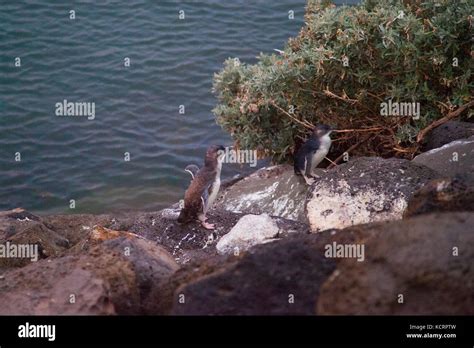 Phillip Island Melbourne Australia At Dusk Looking For Fairy Penguins