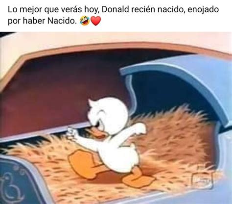 An Image Of A Cartoon Duck In A Car With The Caption That Reads Jajaja