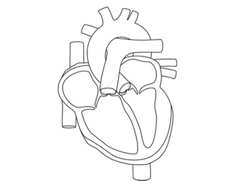 Anatomy And Physiology Coloring Pages Free At Getcolorings Free