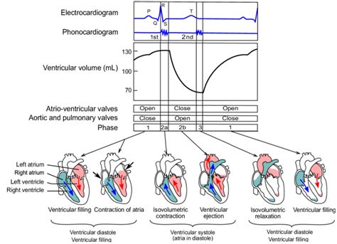 Cardiac Cycle Graphs Diagram Quizlet