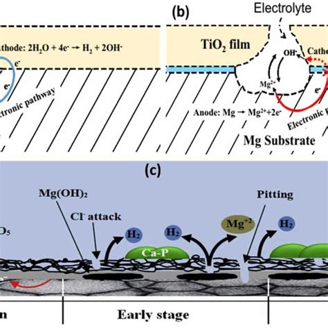 Schematic Of Protection From Corrosion By Coatings On Mg A Without Download Scientific