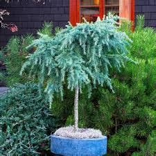 Cedrus Deodara Feelin Blue Standard Form Kiefer Nursery Trees