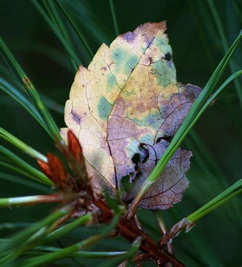 Free Images Nature Branch Leaf Fall Flower Green Insect Autumn Botany Butterfly