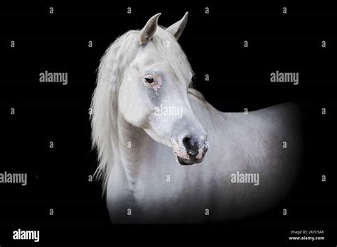 Arabian Horse Portrait Stock Photo Alamy