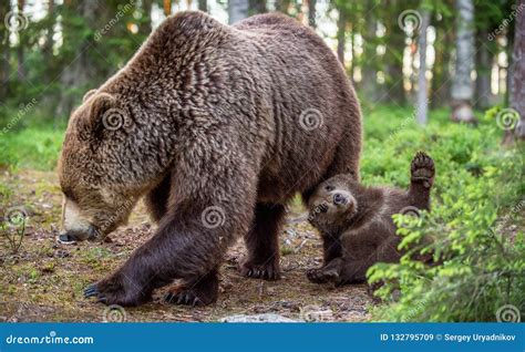 She-bear and Cubs in the Summer Forest Stock Image - Image of predator ...