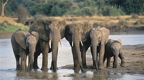 African Elephant Family Group Along A River Background, Elephant, African Elephant, Elephant ...