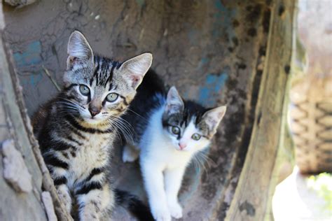 Homeless Kittens Outdoors Humane Society Of Macomb