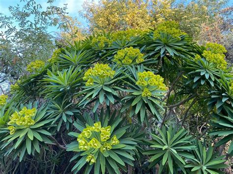 Plantfiles Pictures Euphorbia Species Spurge Euphorbia Lambii By