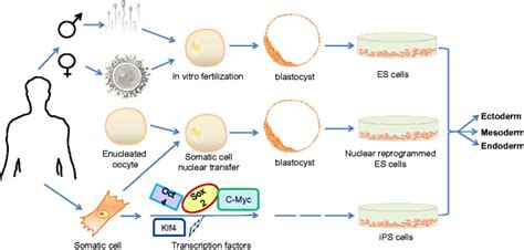 Derivation Of Human Pluripotent Stem Cells Human Es Are Derived From