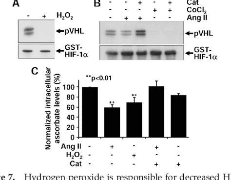 Figure From Hypoxia Inducible Factor Cid Stabilization In