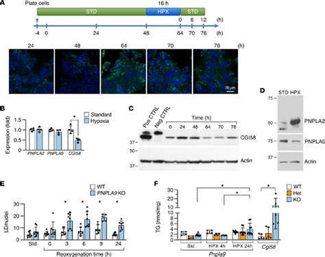 The Function Of Cgi58 And Pnpla9 In The Hypoxic Placenta A Ld