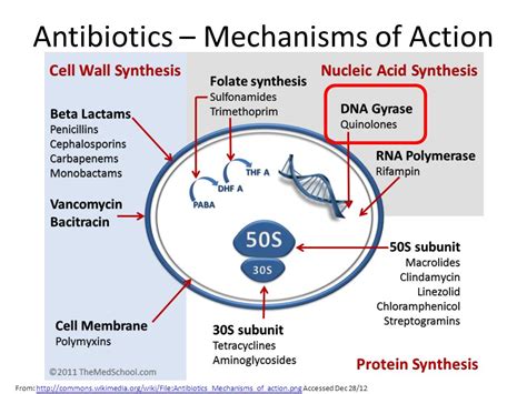 Antibiotics For Pandas