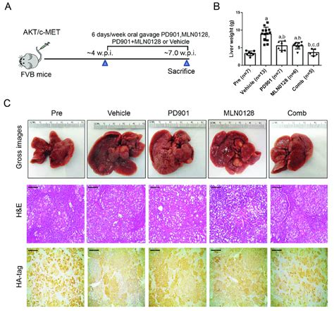 Effects Of PD901 MLN0128 Combination On Hepatocarcinogenesis In