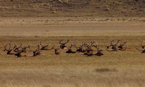 National Elk Refuge, Jackson Wyoming - AllTrips