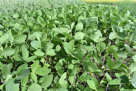 Soybean Cyst Nematode Testing